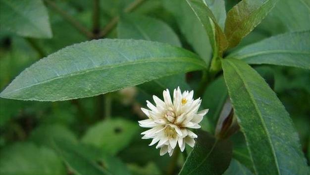 花生根有哪些神奇的功效与作用？如何正确食用花生根？