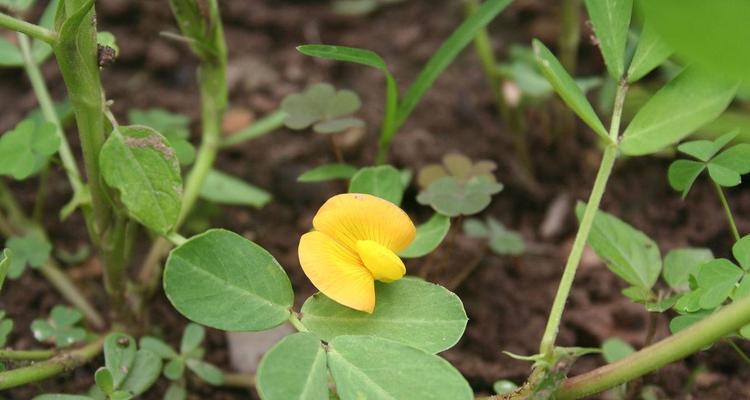 花生会开花吗？在什么季节开花最合适？