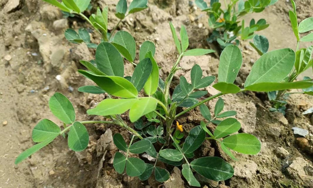 花生会开花吗？在什么季节开花最合适？