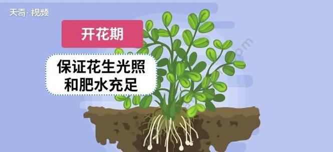 花生几天浇一次水最好？掌握正确的浇水频率对生长有何影响？