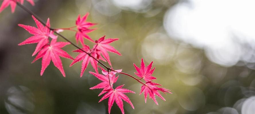 枫叶的象征意义是什么？枫叶代表的深层含义有哪些？