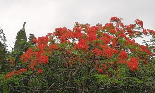 凤凰花的寓意象征是什么？常见问题有哪些？