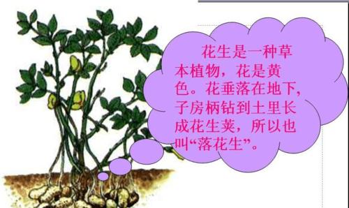 花生什么时候成熟上市？成熟期通常在几月份？