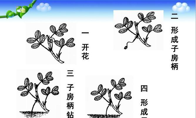 花生开花期是几月份？如何确定最佳播种时间？