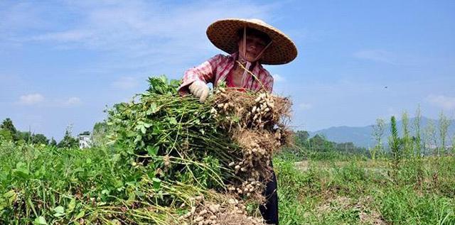 花生成熟时间是什么时候？收获季节有哪些注意事项？