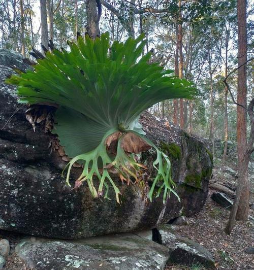 花生属于蕨类植物吗？花生的分类和特性是什么？