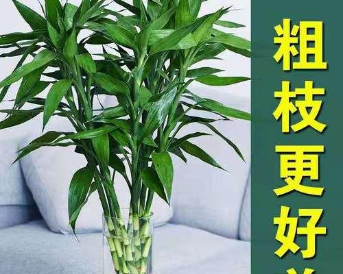 富贵竹呢象征着什么意义？如何正确摆放以带来好运？