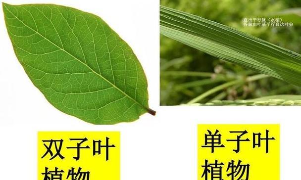 花生属于双子叶植物吗？它的分类特点是什么？