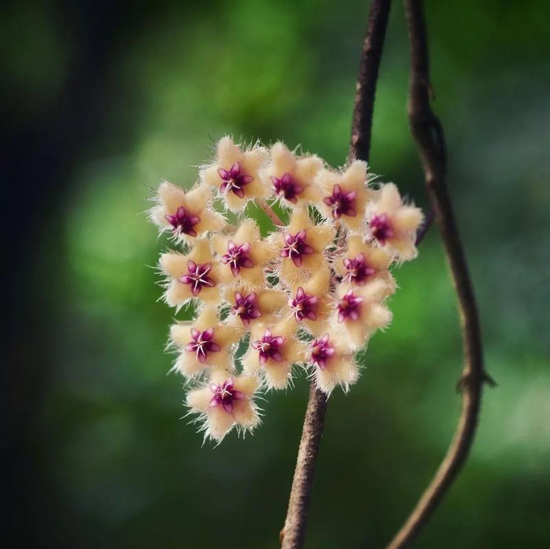 甘蔗开花预兆什么？甘蔗开花寓意有哪些？