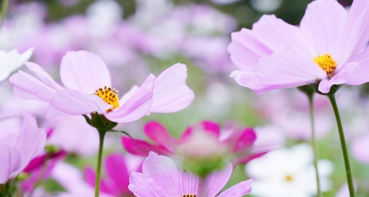 格桑花代表什么？格桑花的花语有哪些含义？