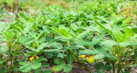 花生自花授粉的真相是什么？授粉过程有哪些特点？