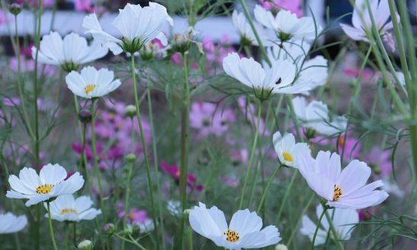 格桑花代表什么？格桑花的花语有哪些含义？