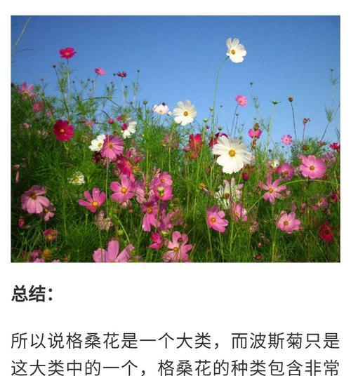 格桑花在风水中代表什么？如何利用格桑花提升家居运势？