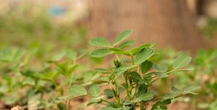 花生属于什么植物类型？它是草本植物还是木本植物？