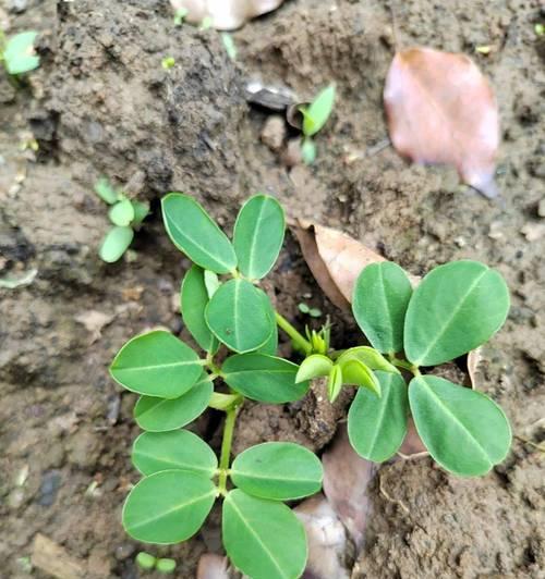 花生属于什么作物？它有哪些种植特点和营养价值？