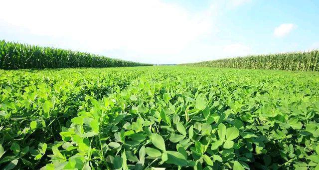 花生种子可以吃吗？食用花生种子的正确方法是什么？