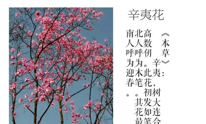 含羞草的花语是什么？它象征着什么含义？