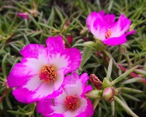 花是草本植物吗？如何区分草本植物和木本植物？