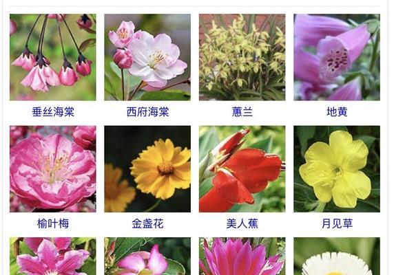 花手鞠绣球一年开几次花？花期通常在几月份？