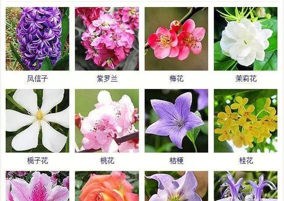 花手鞠绣球一年开几次花？花期通常在几月份？