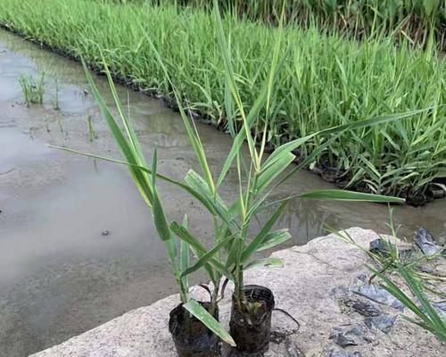 花叶芦竹是水生植物吗？它的生长环境和特点是什么？