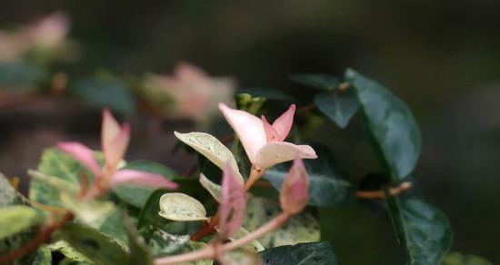 花叶络石冬天会冻死吗？如何在冬季保护花叶络石？