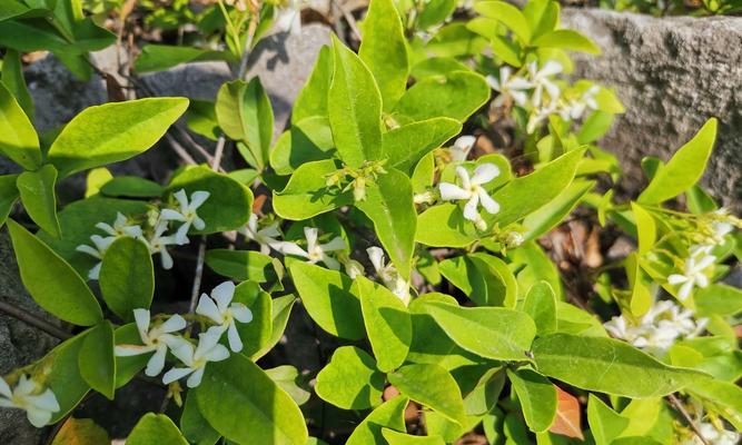 花叶络石会开花吗？花期通常在几月份？