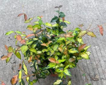 花叶络石种植时选择深盆还是浅盆好？哪种更利于生长？