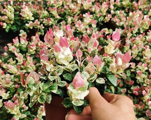 花叶络石种植时选择深盆还是浅盆好？哪种更利于生长？