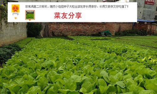 花叶苔菜什么时候种植最好？种植方法有哪些？