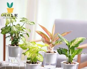 花叶万年青水培可行吗？水培养殖方法是什么？