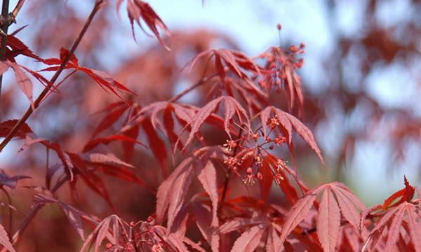 红枫的花语是什么？红枫寓意有哪些常见问题？