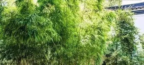 花园可以种竹子吗？种植竹子需要注意什么？