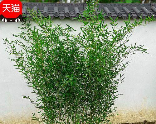 花园可以种竹子吗？种植竹子需要注意什么？