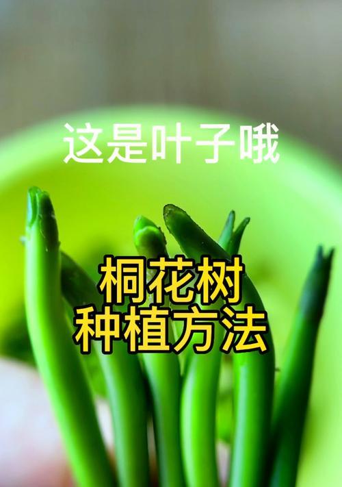 花种子是怎么来的？获取花种子的正确方法是什么？