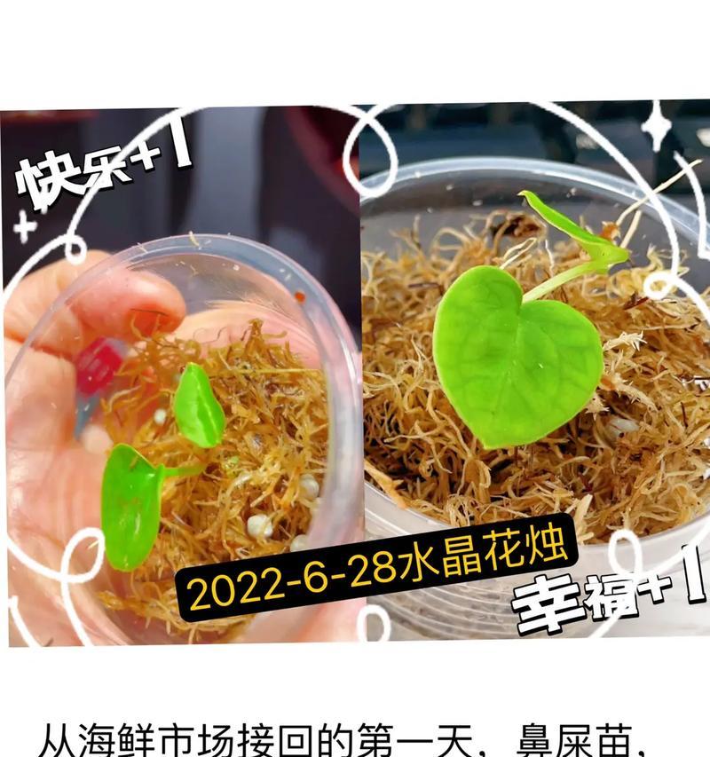 花烛多久浇一次水？如何正确照顾花烛植物？