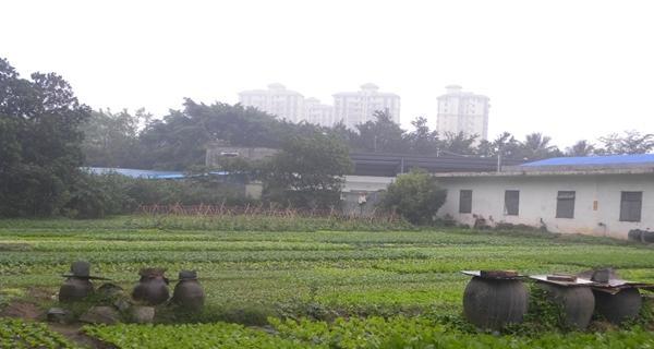 化粪池的水浇菜安全吗？使用前需要注意什么？