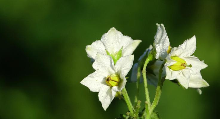 淮北市花是什么？淮北市花有哪些特点和故事？