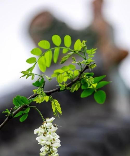 槐花几月份开花？如何正确识别槐花的花期？