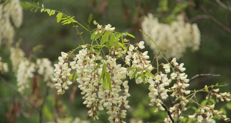 槐花的花期是什么时候？哪个季节开花？