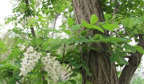 槐花树种植在院子里的注意事项？如何正确养护槐花树？