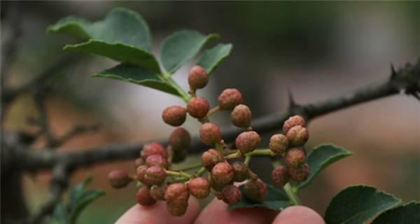 花椒树的风水作用是什么？种植花椒树有哪些寓意？