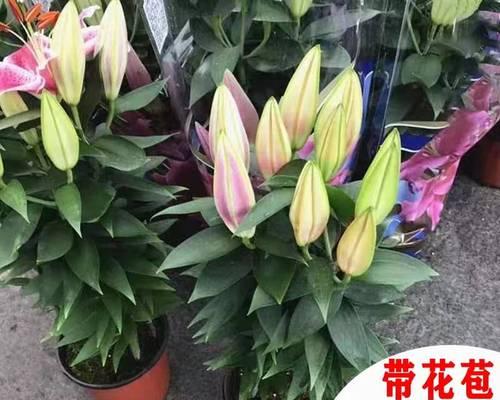 黄百合花代表什么意思？黄百合花语有哪些含义？