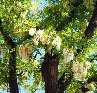 槐树花什么时候开花？如何预测槐树的花期？