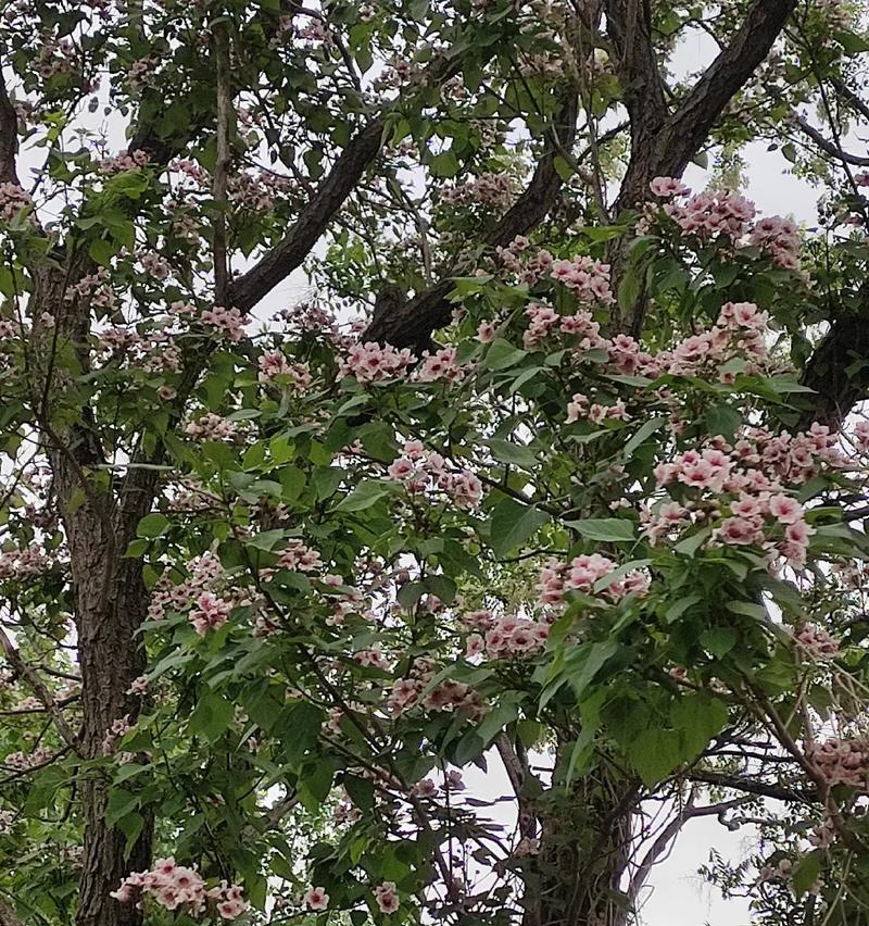 槐树开花吗？槐树开花时是什么样子的？