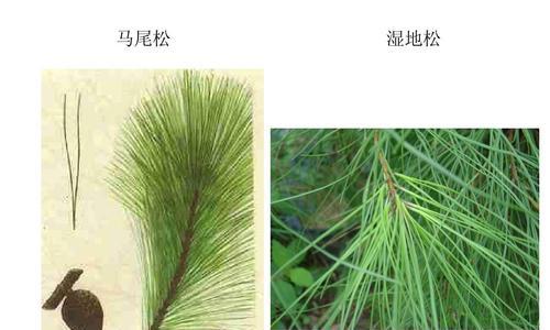 槐树属于裸子植物吗？它们的分类特征是什么？