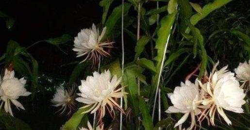 昙花开花预兆什么？家里养昙花吉利吗？