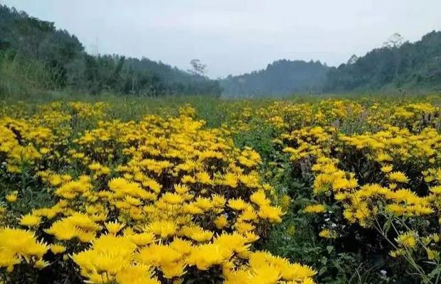 皇菊种植条件适合什么地方种植？如何选择最佳种植地点？