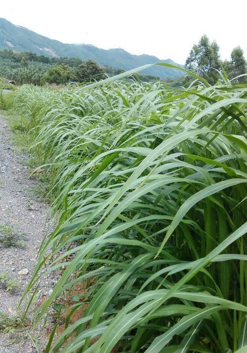 皇竹草在北方种植的可行性及注意事项是什么？