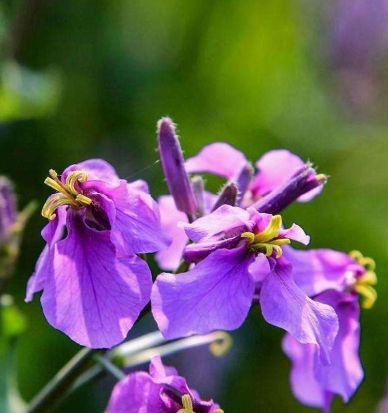 金露花代表什么？金露花的花语和寓意有哪些？